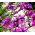 Babiana Mix - 10 kvetinové cibule