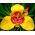 Тигридия, Тигрово цвете - 10 луковици - Tigridia