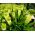 Plante Ananas - Eucomis autumnalis - paquet de 2 pièces