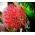Haemanthus multiflorus, Scadoxus multiflorus, Blutblume, Feuerball-Lilie