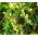 白雪松种子 - 金钟柏occidentalis  -  65种子 - Thuja - 種子