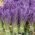 Semená levandule Hidcote - Lavandula angustifolia - 200 semien - Lavendula vera