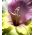 Gladiolus My Love - 10 луковици - Gladiolus Mon Amour
