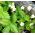 جبال الألب الفراولة بارون Solemacher البذور - Fragaria vesca - 256 البذور - ابذرة