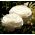 Gundegas - balts - 10 gab. Iepakojums - Ranunculus