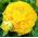 Ranunculus, Buttercup Yellow - 10 bulbs