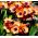 Sparaxis, amestec de flori arlequin - 20 de bulbi - Sparáxis