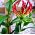 Gloriosa, Φωτιά Lily, Φλόγα Lily Rothschildiana - βολβός / κόνδυλος / ρίζα