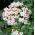 Rohtovirmajuuri - 280 siemenet - Valeriana officinalis