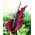Dragon lily – Dracunculus vulgaris; common dracunculus, dragon arum, black arum, voodoo lily, snake lily, stink lily, black dragon, black lily, dragonwort, ragons