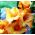 Gladiolus Princess Margaret Rose - pakke med 5 stk