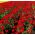 Tulikas - Punane  - pakend 10 tk - Ranunculus