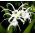 Ismene, Narcisul Peruvian Festalis - bulb / tuber / rădăcină