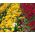 ラナンキュラス、キンポウゲ黄色 -  10球根 - Ranunculus