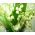 Ландыш майский - белый - Convallaria majalis
