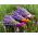 Semená levandule Hidcote - Lavandula angustifolia - 200 semien - Lavendula vera