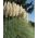 Cortaderia selloana - hvit