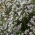 German Statice seeds - Limonium tataricum - 100 seeds