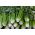 셀러리 너겟 씨앗 - Apium graveolens - 360 종자