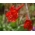 Red Larkspur, Orange Larkspur seemned - Delphinium nudicaule - 80 seemnet