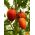 Seme paradižnika Kmicic - Lycopersicon esculentum - 500 semen - Solanum lycopersicum  - semena