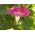 Ipomoea purpurea - 80 sēklas - Reffles