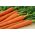 Насіння моркви Сальса F1 - Daucus carota - 4250 насіння - Daucus carota ssp. sativus 