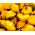 노란색 패티 팬 스쿼시 씨앗 - 쿠커 비타 pepo - 28 씨앗 - Cucurbita pepo var. pattisonina ‘Orange'