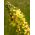 Flerårige Mullein blandede frø - Verbascum sp. - 700 frø