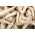 Root Parsley Halblange + Radish Rowa Seed Tape  -  2合1 -  - 種子