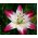 나리 속, 백합 핑크 & 화이트 - 알뿌리 / 덩이 식물 / 뿌리 - Lilium