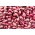 Spring onions Red Baron - 0,5 kg