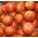 זרעי עגבניות Tigerella - Lycopersicon esculentum - 80 זרעים - Lycopersicon esculentum Mill 