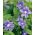 Browallia, Amethyst Biji bunga - Browalia americana - 1300 biji - Browallia americana - benih