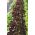 אלון חסה חסה Redin זרעים - Lactuta sativa - 900 זרעים - Lactuca Sativa L. var. capitata 