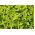 柠檬罗勒种子 - 罗勒属basilicum citriodora  -  325种子 - Ocimum citriodorum - 種子