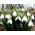 Galanthus nivalis - Snowdrop - 5 bebawang