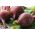 비트 뿌리 진홍색 지구 씨앗 - 베타 vulgaris - 1000 종자 - Beta vulgaris