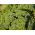 Peršilni mahovina Kovrčavo sjeme - Petroselinum crispum - 1200 sjemenki - sjemenke