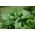 Basil Fine Verde semințe - Ocimum basilicum - 325 semințe