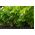 Сельдерей пахучий - Nuget - 360 семена - Apium graveolens
