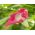 Ranná sláva Raffles semená - Ipomea imperialis - 80 semien - Ipomoea purpurea