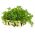Leafy Parsley Festival 68种子 -  Petroselinum crispum  -  3000粒种子 - 種子