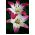 Liljer - Pink & White - Lilium