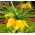 크라운 황실 - 황색; 제국의 fritillary, 카이저의 왕관 - Fritillaria imperialis
