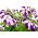 Petunia hybrida nana compacta - 800 siemenet - gwieździsta