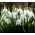 Galanthus nivalis - snežienka - 5 kvetinové cibule