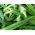 Насіння бамії - Hibiscus esculentus - 30 насіння - Abelmoschus esculentus