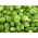 Брюкселски кълнове Семена от Casiopea - Brassica oleracea convar.oleracea var.gemmifera - 640 семена - Brassica oleracea var. gemmifera