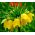 皇冠 - 黄色;皇家贝母，凯撒的王冠 - Fritillaria imperialis